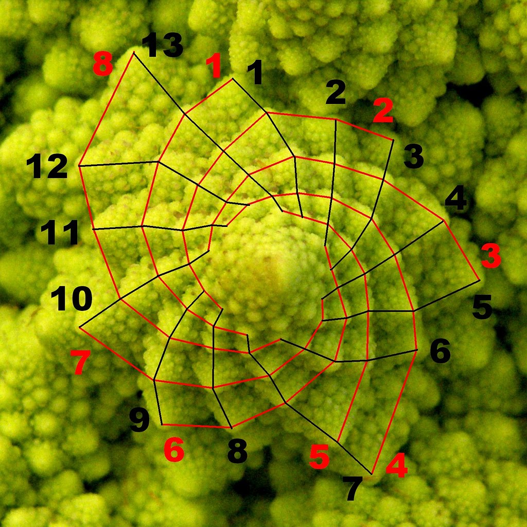 Fibonacci in Nature Swing Patterns